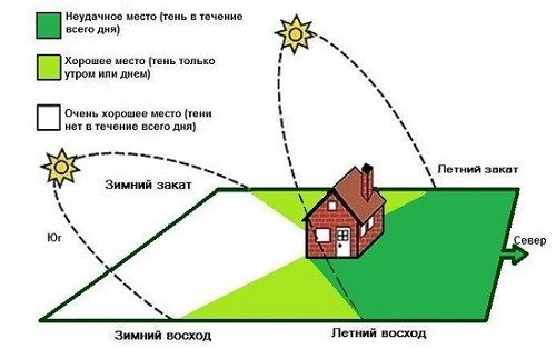 Саженцы со стороны света