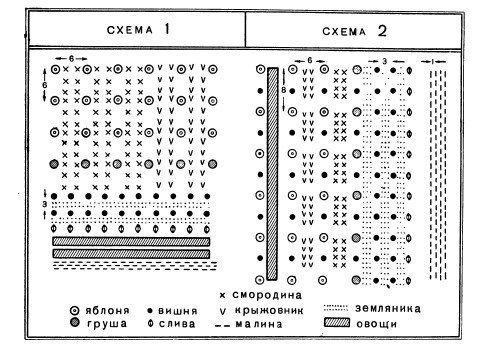 Какое расстояние между фруктовыми деревьями в сельской местности?