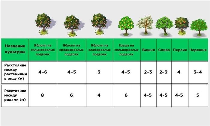 Какое расстояние между фруктовыми деревьями в сельской местности?