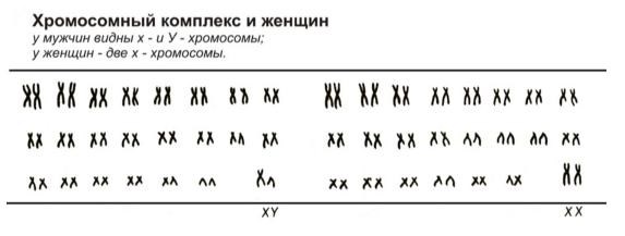 3. Наследование пола и вероятность