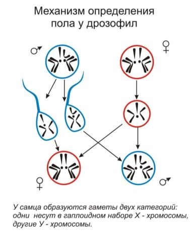 Особенности наследования пола