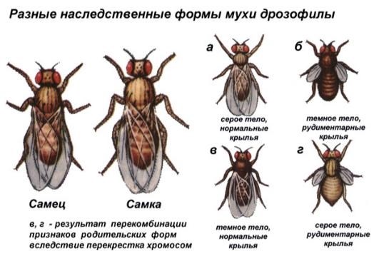 2. Особенности передачи пола