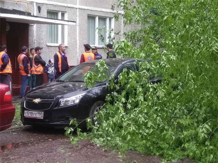 Виновником падения дерева является конкретное лицо