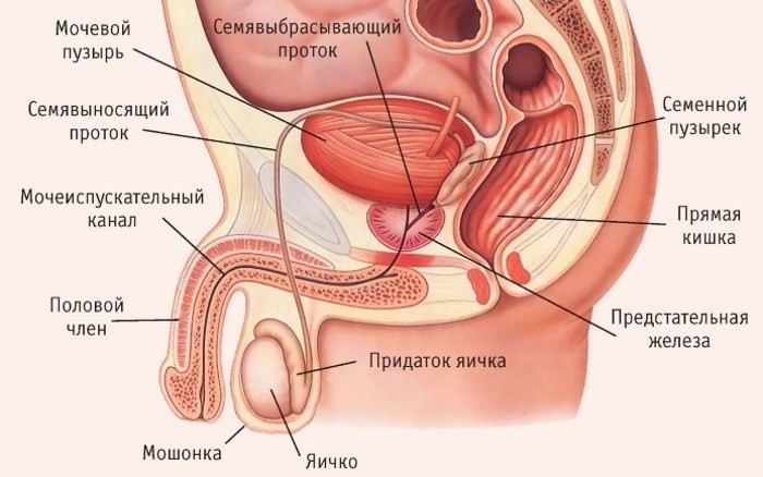 Можно ли служить в армии при эпидидимите без операции?