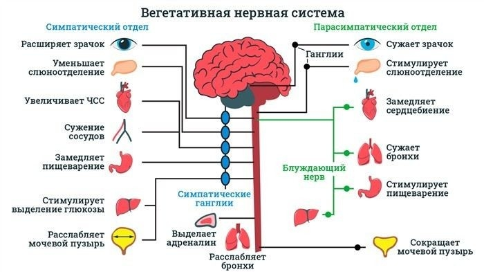 Основные критерии для призыва при ВСД: что важно знать
