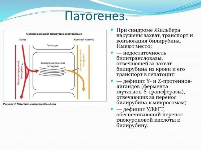 Как получить и подать заключение гепатолога на военную экспертизу